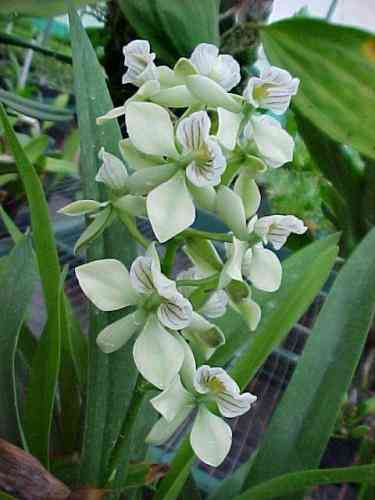 Epidendrum radiatum